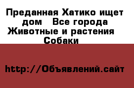 Преданная Хатико ищет дом - Все города Животные и растения » Собаки   